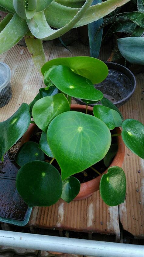 荷葉椒草照顧|荷葉椒草的栽培照護方法 (Peperomia polybotrya)